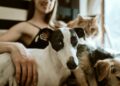 chewy-gWzTum_yMCg-unsplash