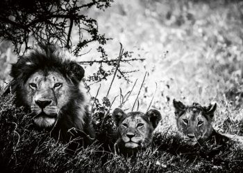 O Αύγουστος ανήκει στα λιοντάρια!