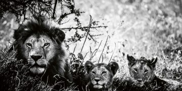 O Αύγουστος ανήκει στα λιοντάρια!