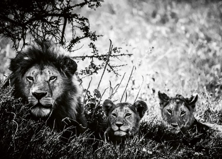 O Αύγουστος ανήκει στα λιοντάρια!