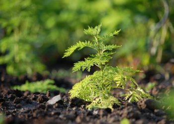 Το ταπεινό φυτό που αντιμετωπίζει τον κορωνοϊό!