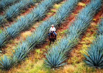 Τεκίλα, η εκρηκτική ψυχή του Μεξικού