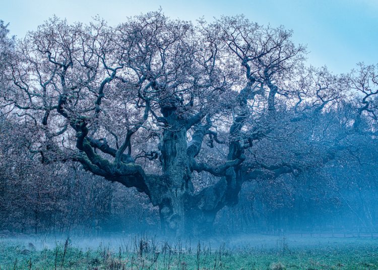 Το πορτρέτο ενός δέντρου