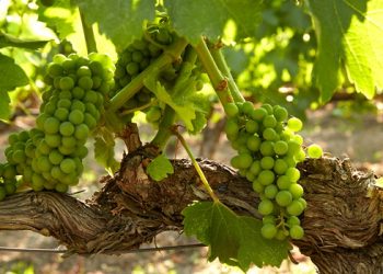 Μαλαγουζιά: 50% μοντέρνα – 50% κλασική