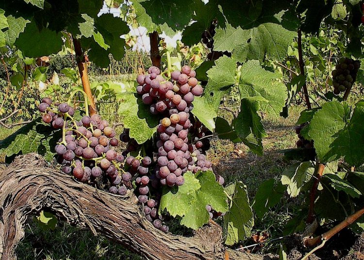 10 πράγματα που πρέπει να ξέρετε για το Μοσχοφίλερο