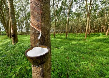 Ο πόλεμος του καουτσούκ