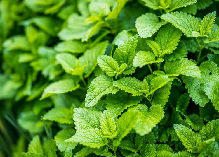 Μελισσόχορτο: Σε αυτήν τη γυναικεία πάθηση κάνει «θαύματα»