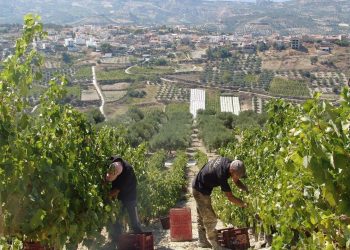 Τα κρασιά της Κρήτης