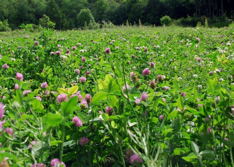 Τα βότανα που αντιμετωπίζουν την εμμηνόπαυση