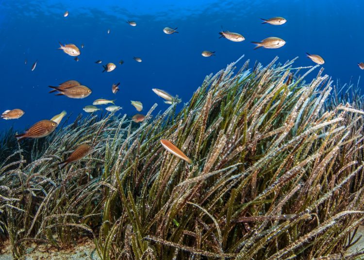 1η Μαρτίου: Παγκόσμια ημέρα θαλάσσιων λιβαδιών