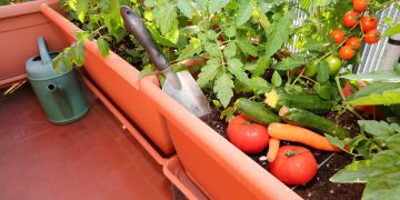 Να τι να καλλιεργήσεις στη βεράντα σου αυτή την άνοιξη