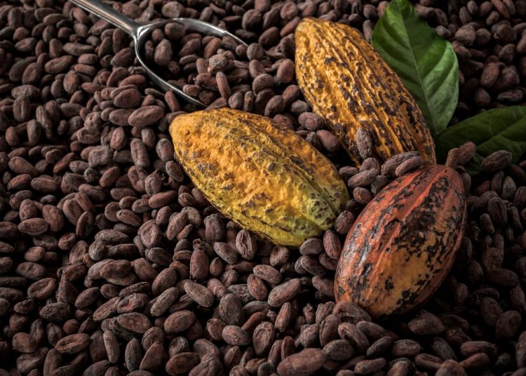 Η πικρή ιστορία του κακάο